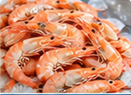 Shrimp