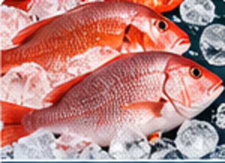Snapper